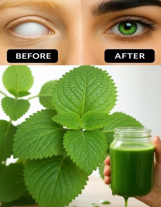 WhatsApp Image 2026 06 14 at 3.20.16 AM